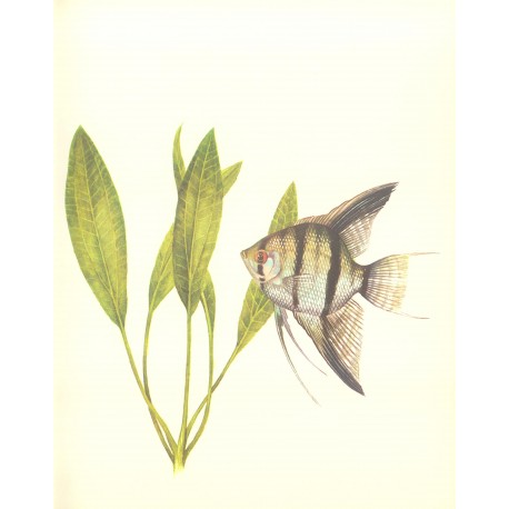 Echinodorus bleherae