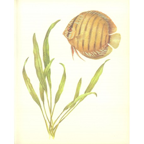 Echinodorus amazonicus