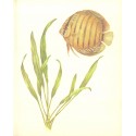 Echinodorus amazonicus