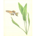 Anubias lanceolata