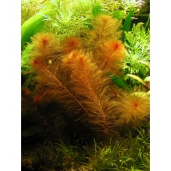Myriophyllum mattogrosence 2