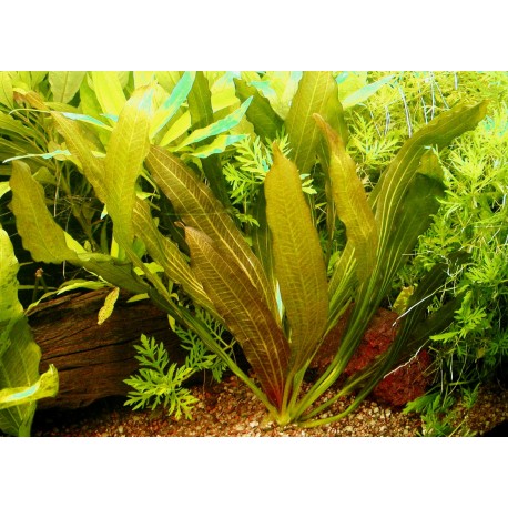 Echinodorus rubínový