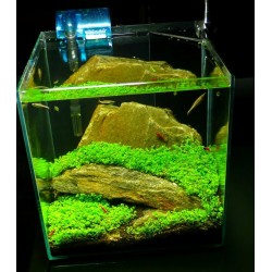 Hemianthus callitrichoides 2