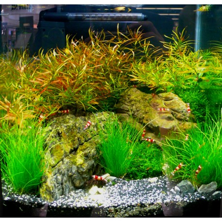 Ludwigia arcuata