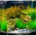 Ludwigia arcuata